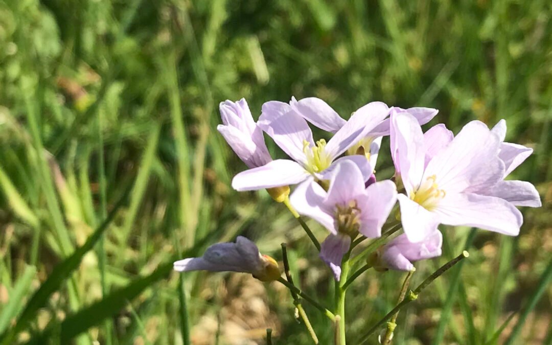 5 Tips om je dankbaar te voelen in de natuur